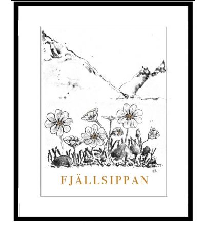 Tavla-Fjällsippan blommning